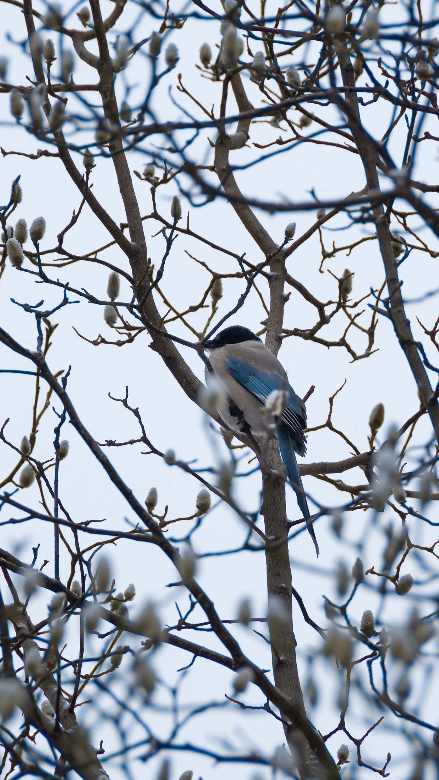 野生動物,鳥