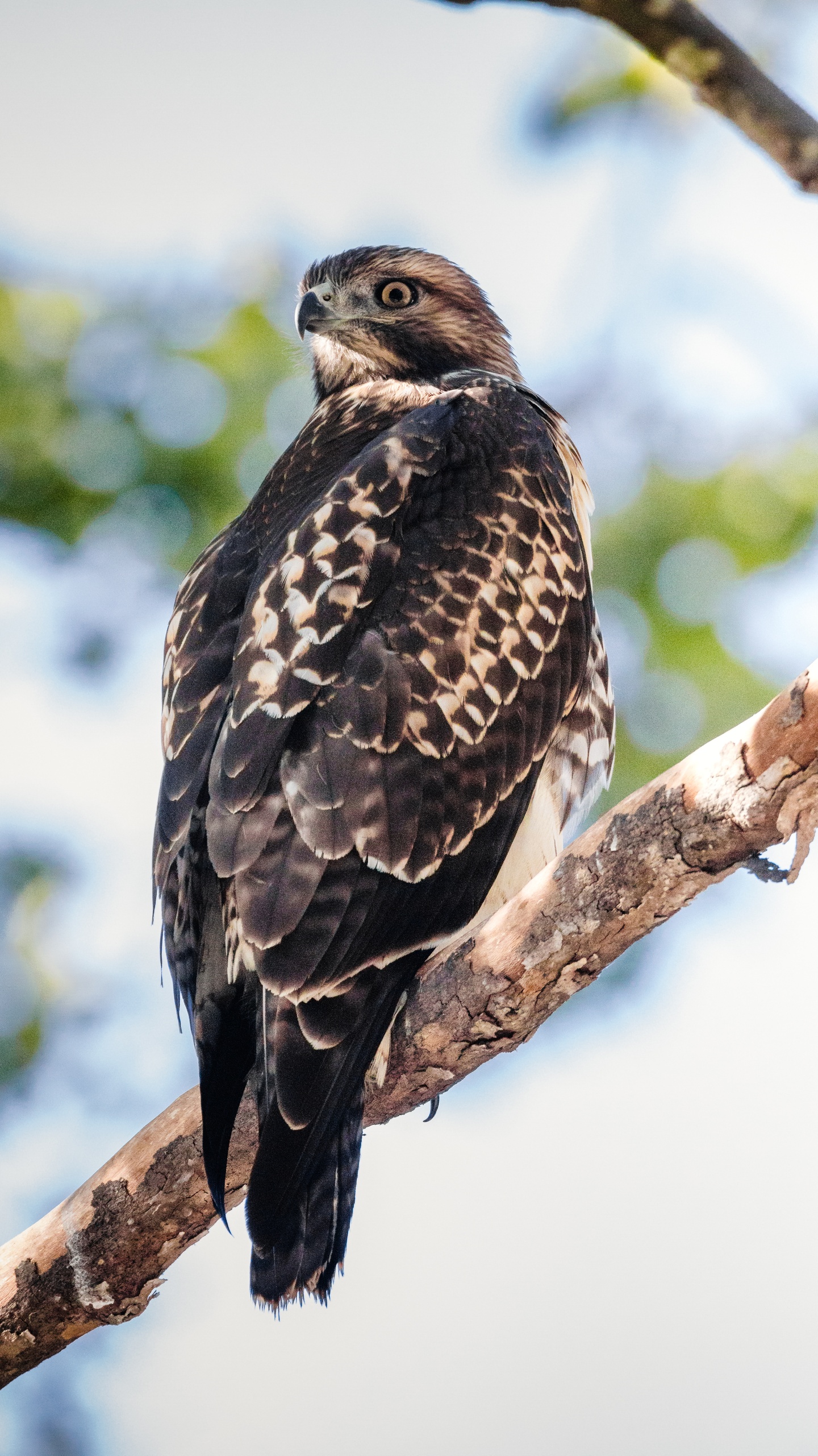 野生動物,鳥,鷹