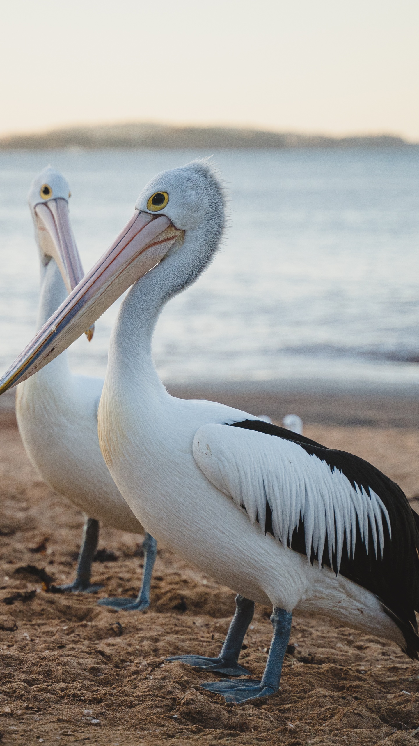 野生動物,鳥