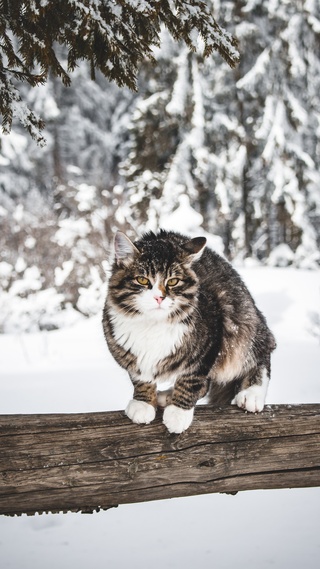 猫,动物微信聊天背景超清