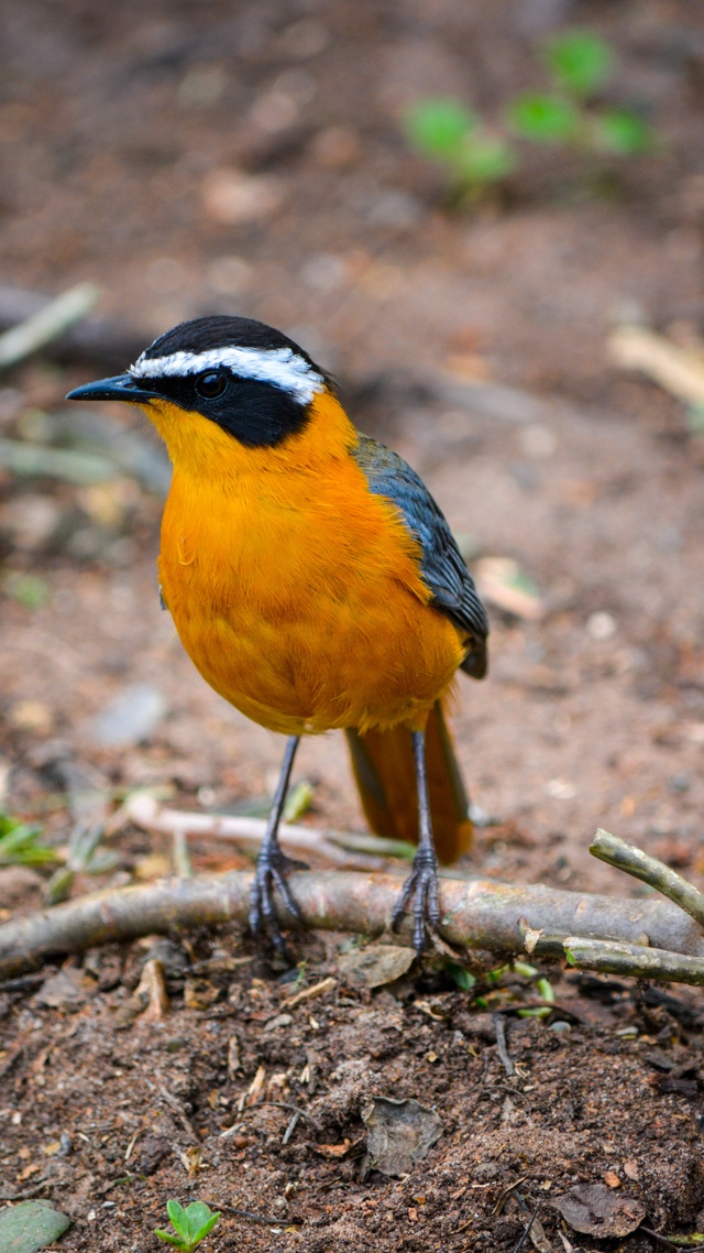 野生動物,鳥