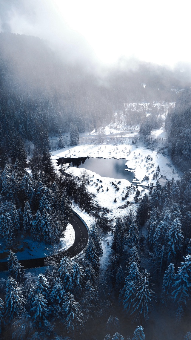 雨雪氣候,森林