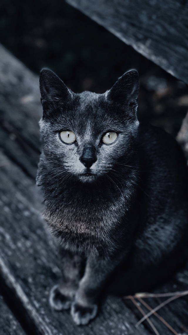 手机壁纸高清图片萌宠,猫