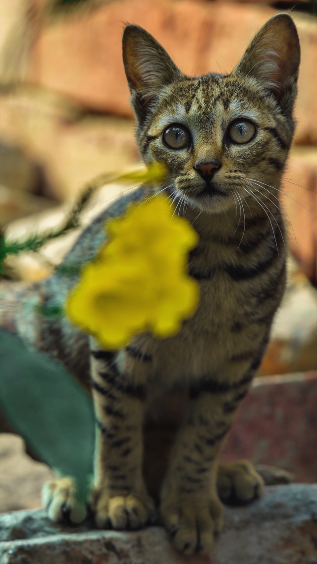 屏幕图片手机高清壁纸萌宠,猫,可爱