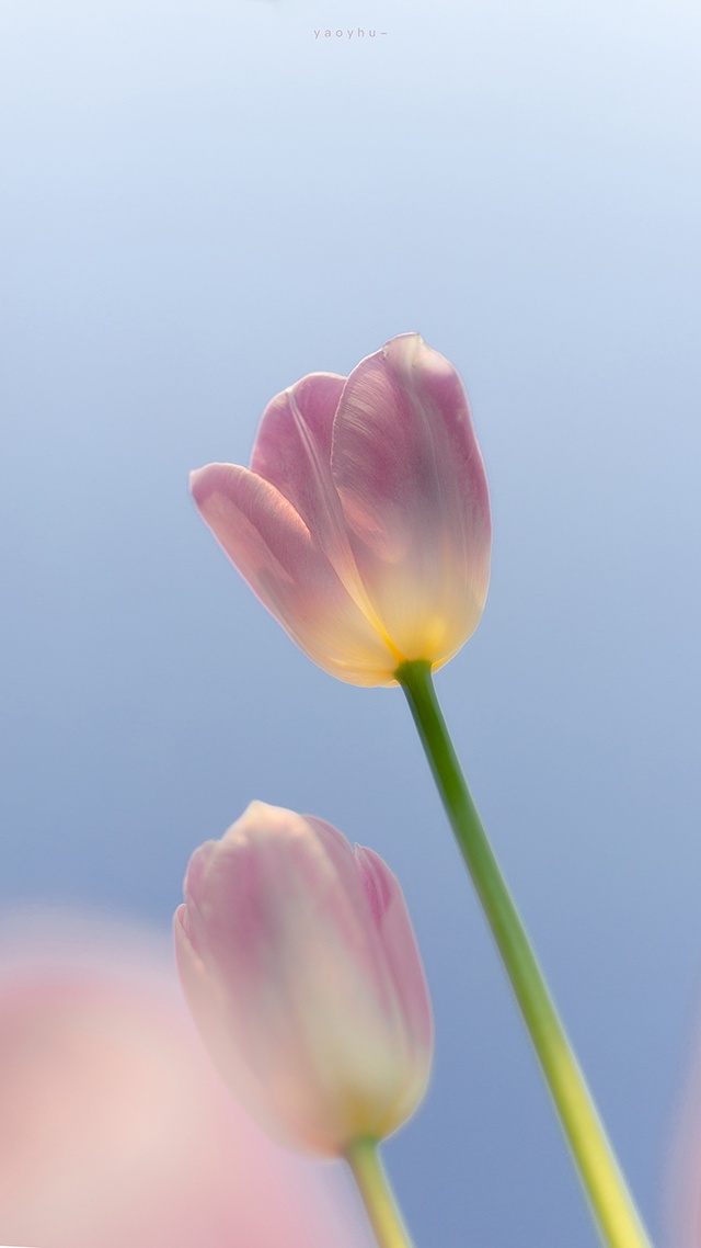 花草樹木,簡約淡雅微信封面圖片大全