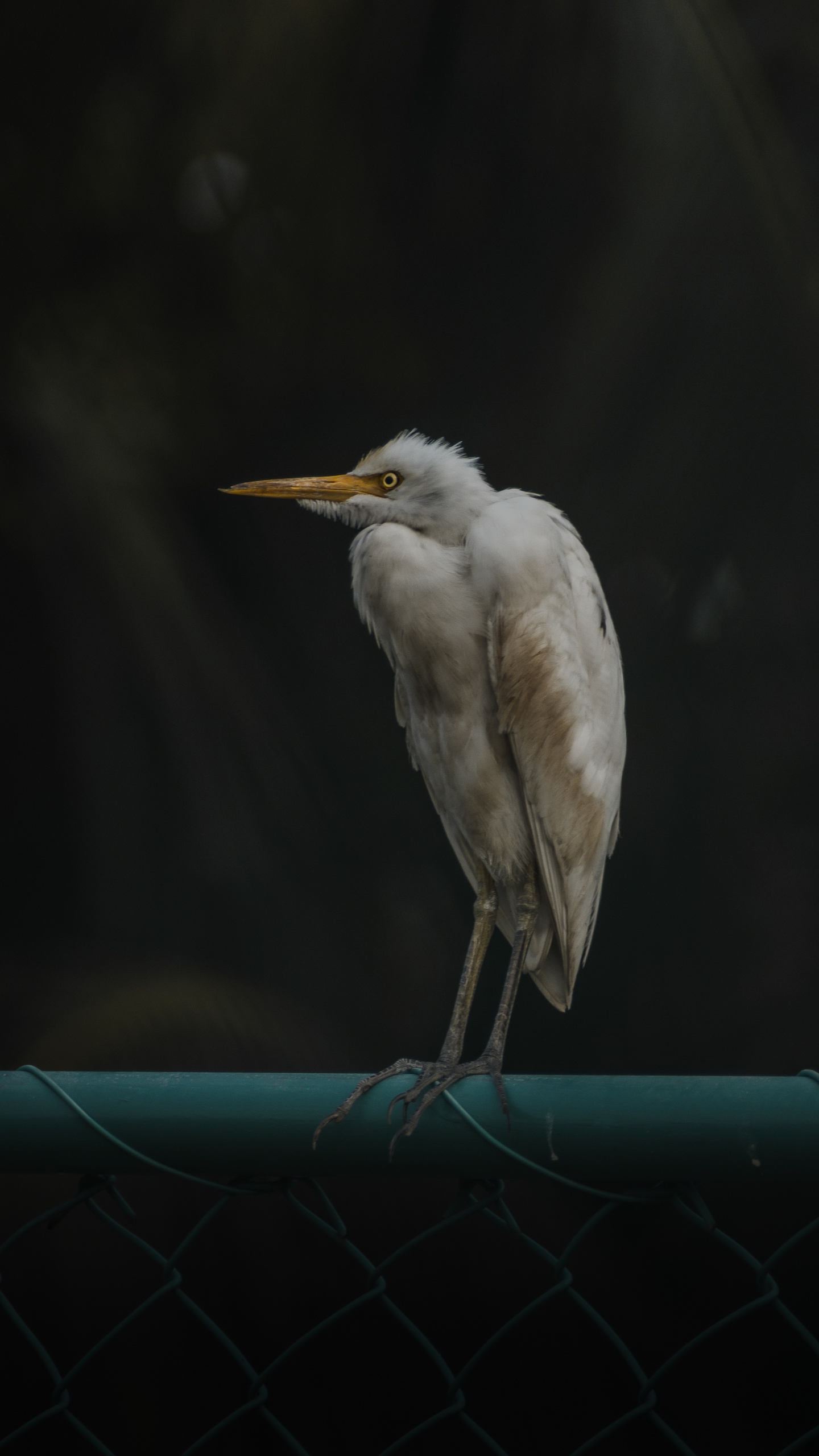 微信運動背景圖片野生動物,鳥,水鳥