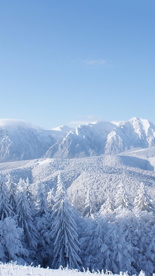 雪原,冬天,森林