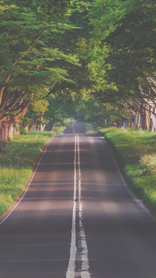 道路,花草树木