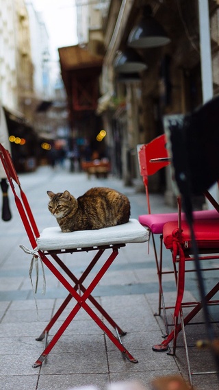 街道,猫,可爱