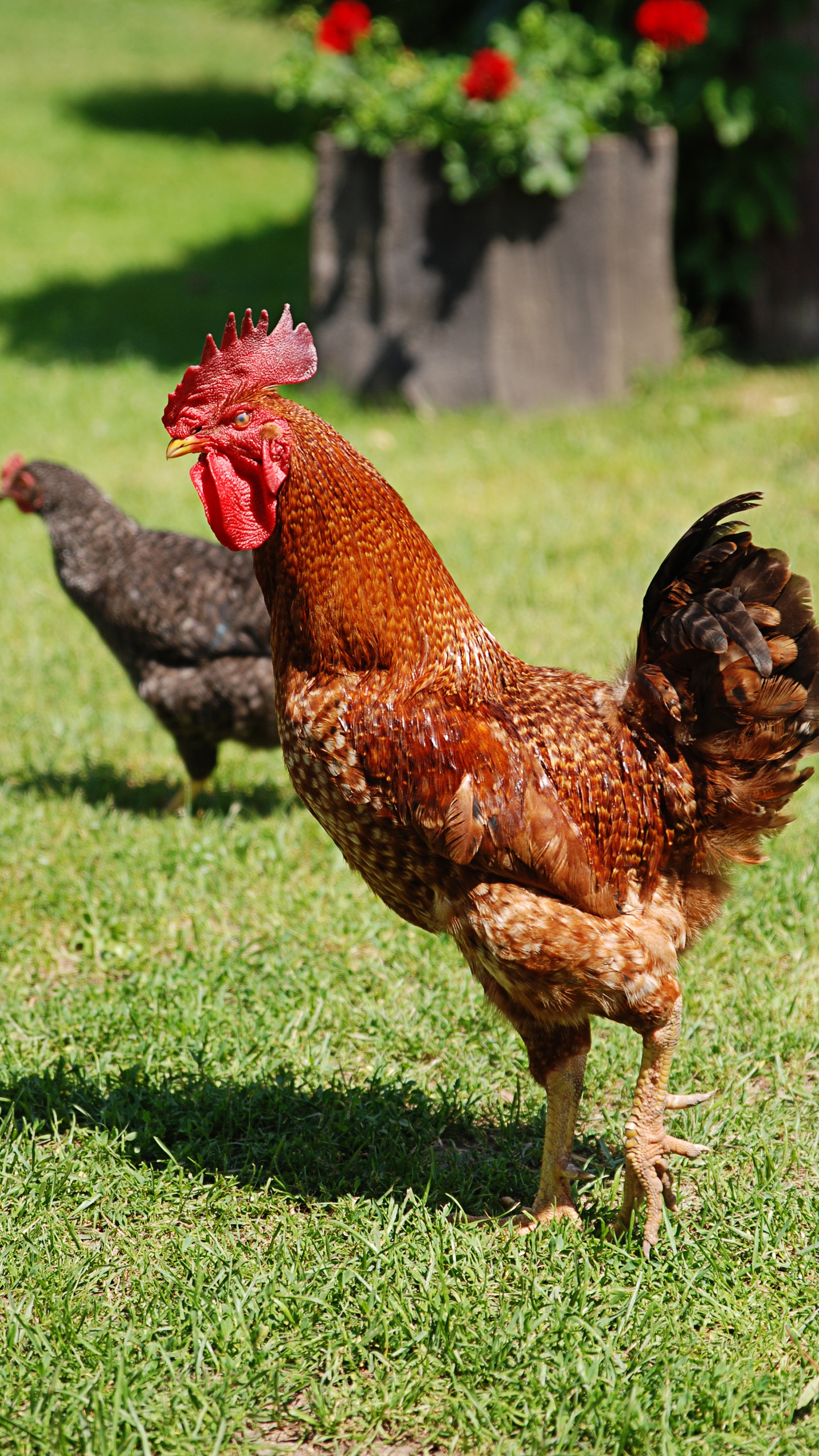 野生動物,鳥,雞