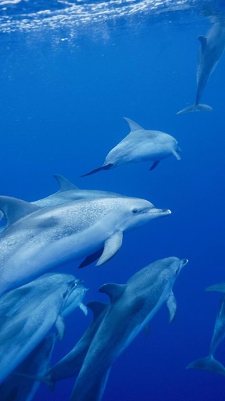 微信头像壁纸海洋生物