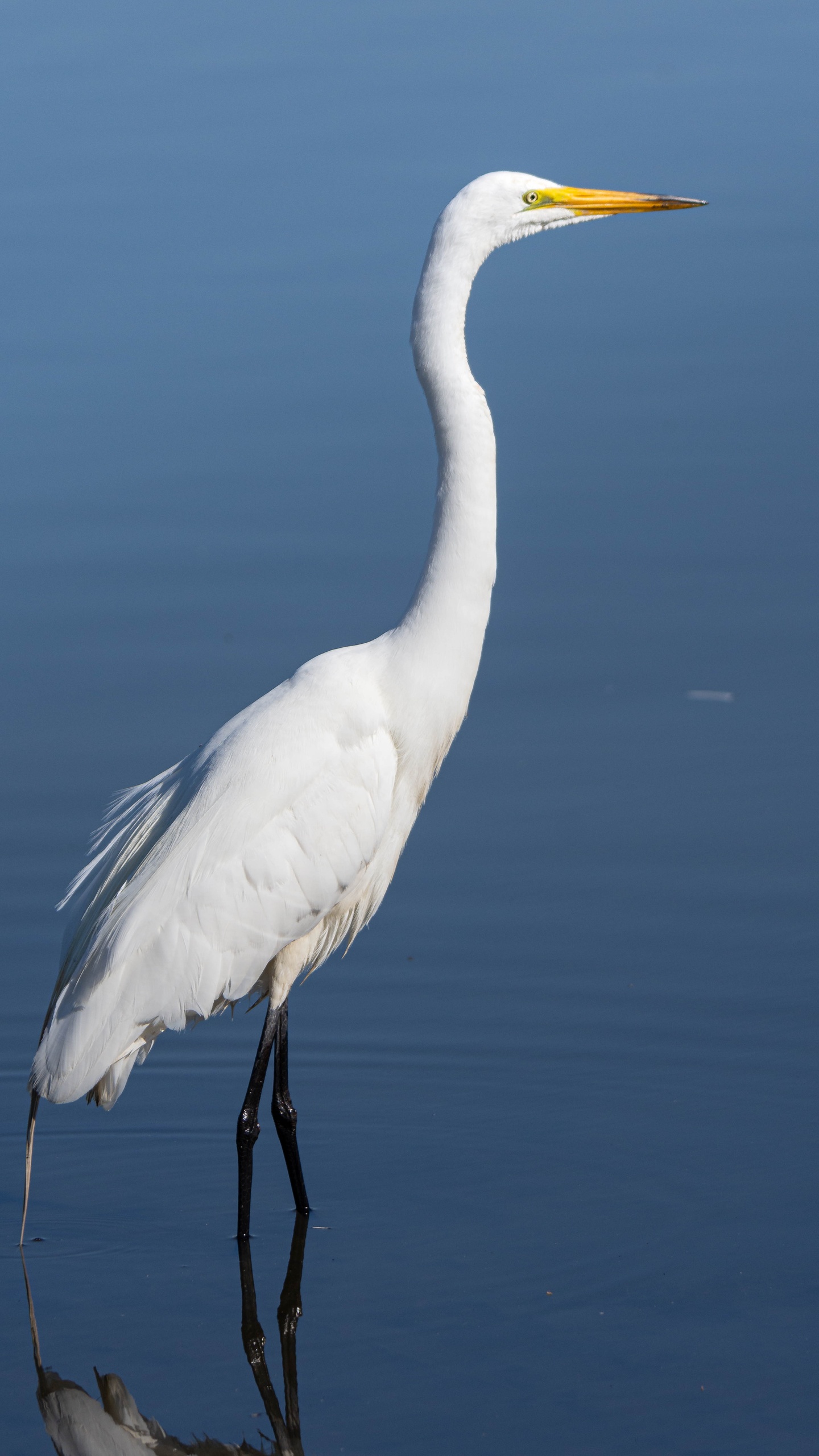 野生動物,鳥,水鳥