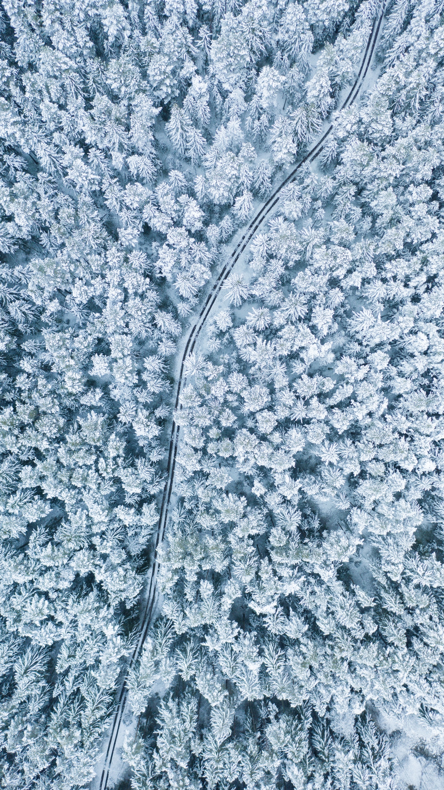 花草樹木,雨雪氣候