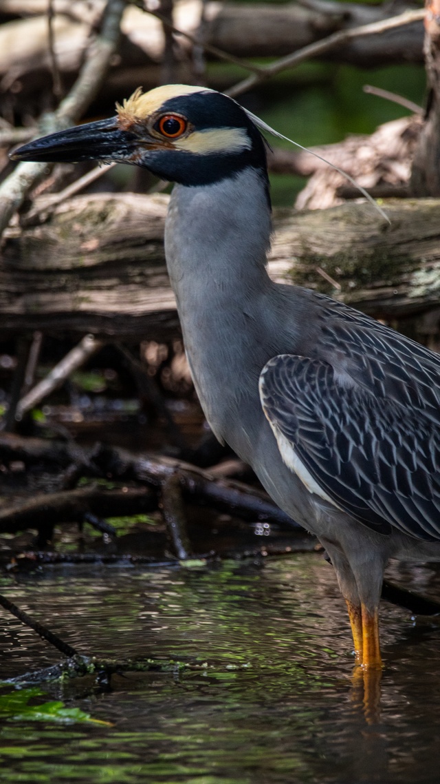 野生動物,鳥,水鳥