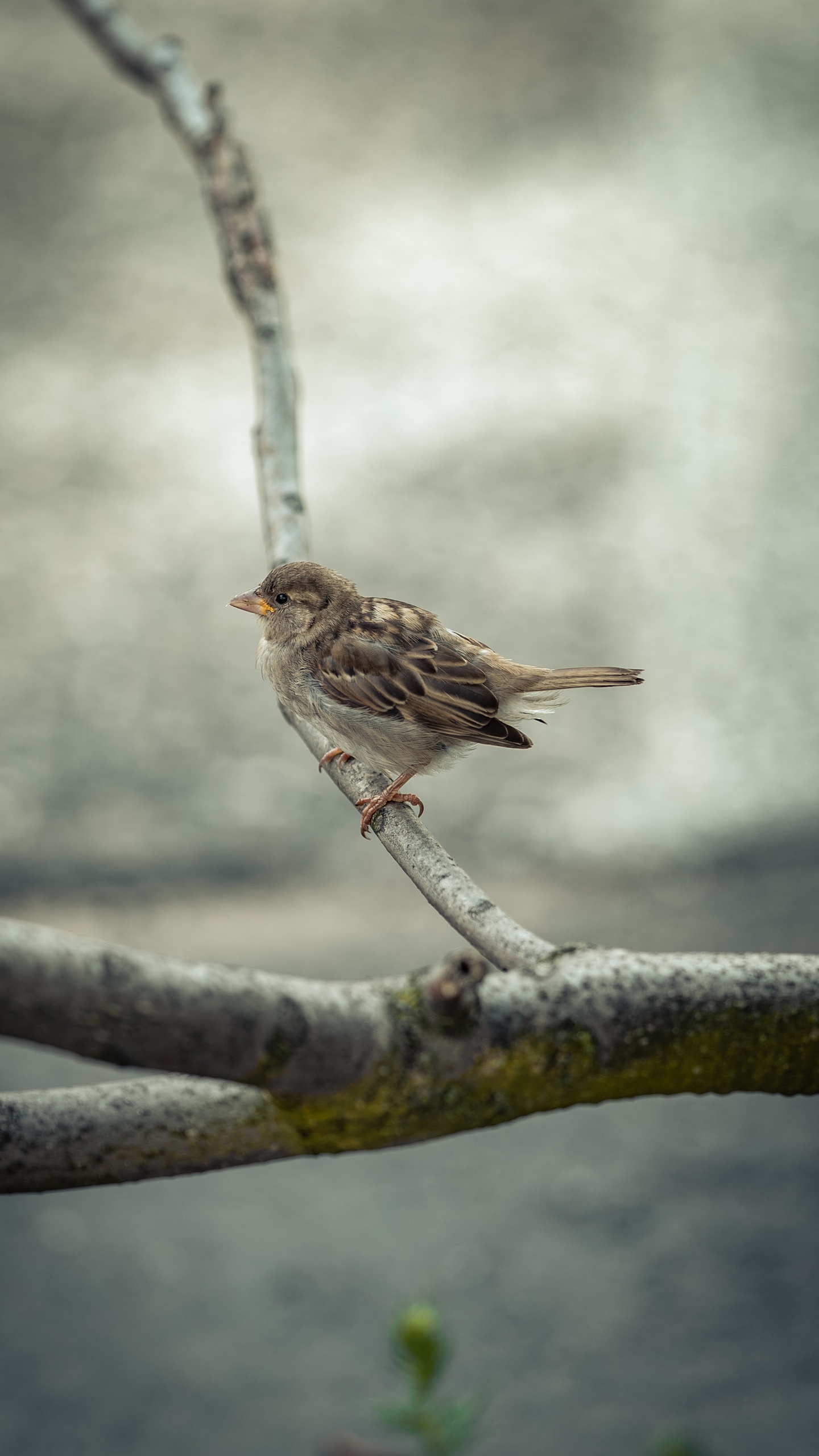 野生動物,鳥