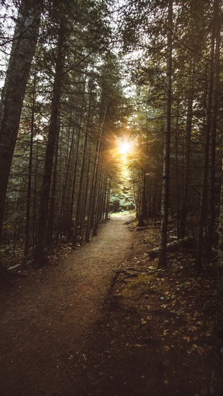 微信壁纸 背景墙自然,forest,树