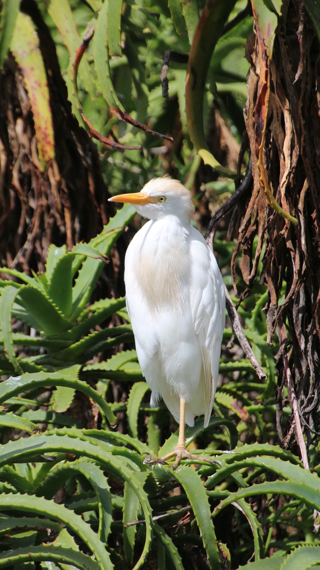 野生動物,鳥,白鷺