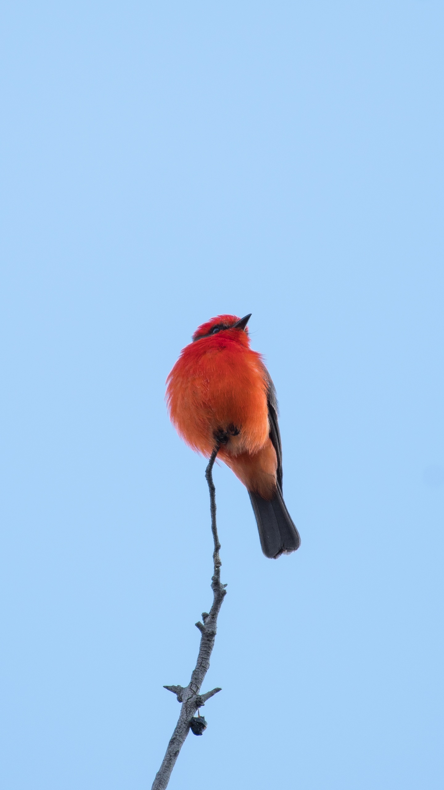 野生動物,鳥