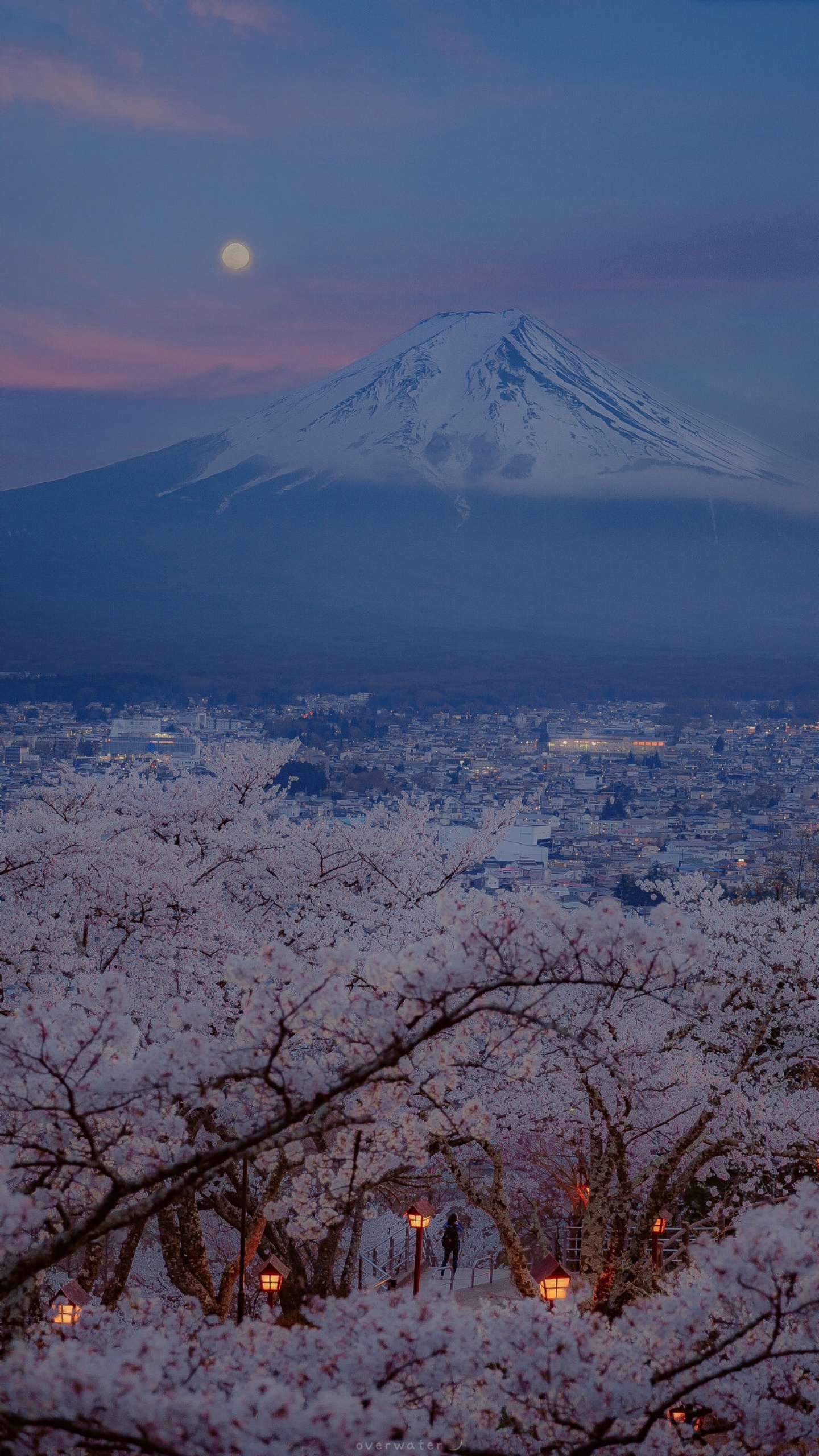 富士山,櫻花,夜晚