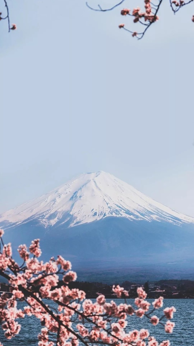 富士山,櫻花