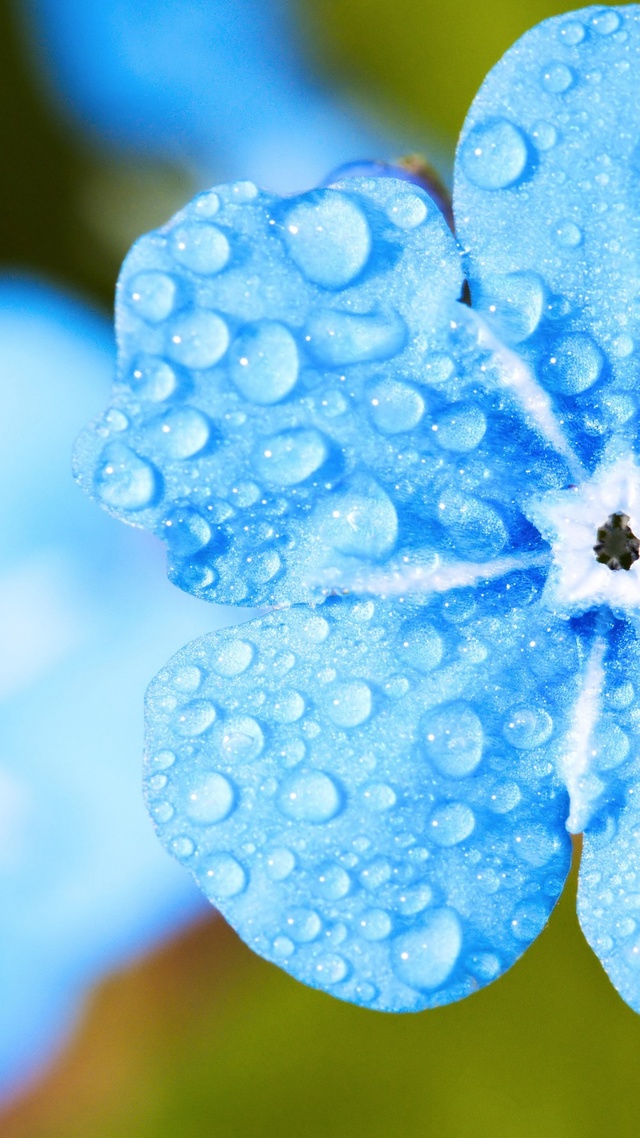 簡約淡雅 簡約淡雅 滴 水-雨-露水 開花 夏季 4K壁紙壁紙