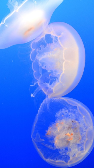 水母,海洋生物微信壁纸