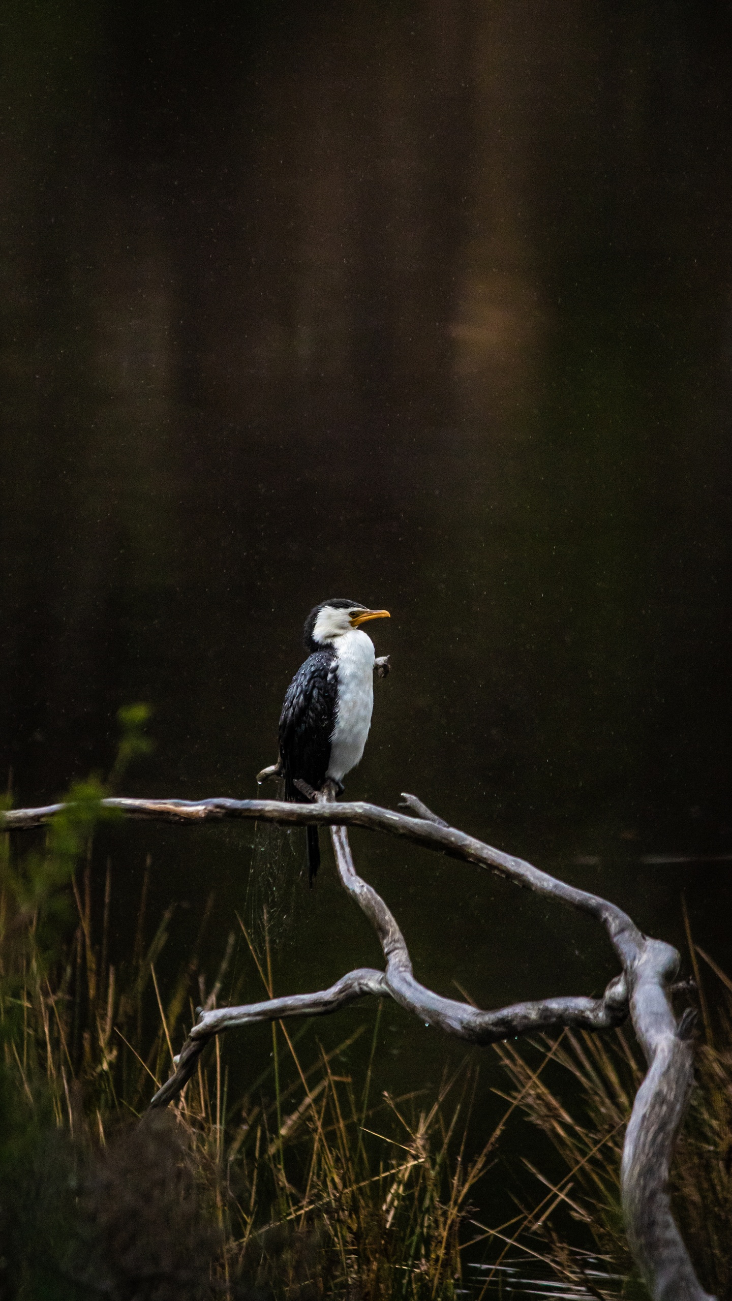 野生動物,鳥,水鳥