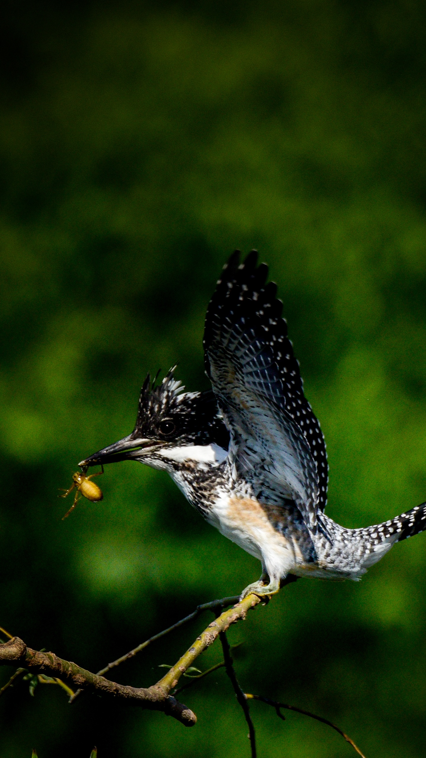 野生動物,鳥