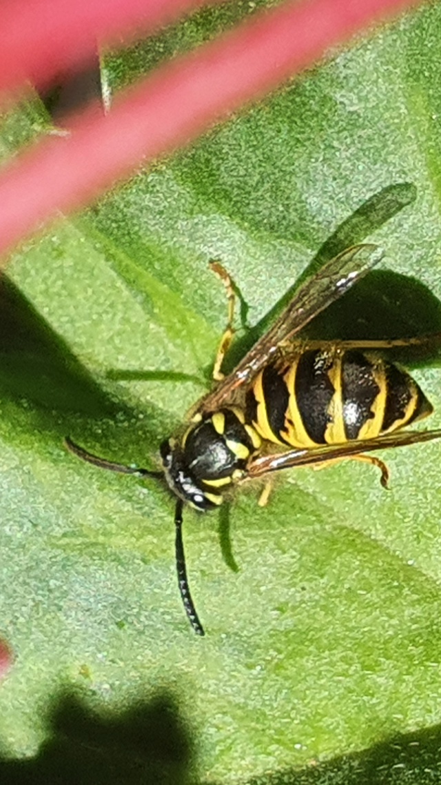 野生动物,蜜蜂