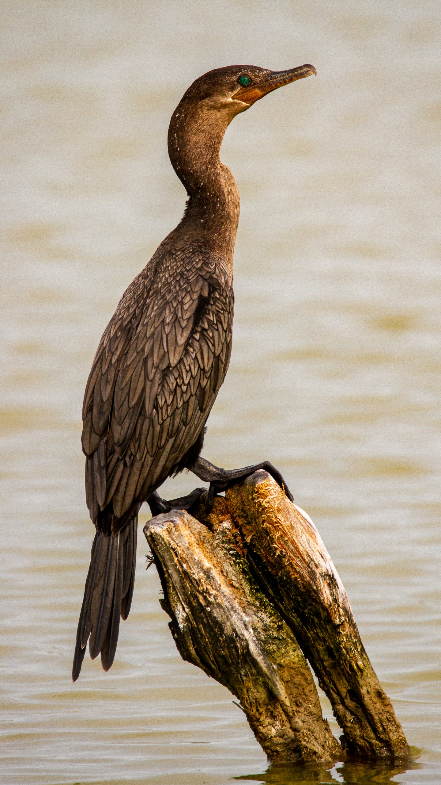 野生動物,鳥,水鳥