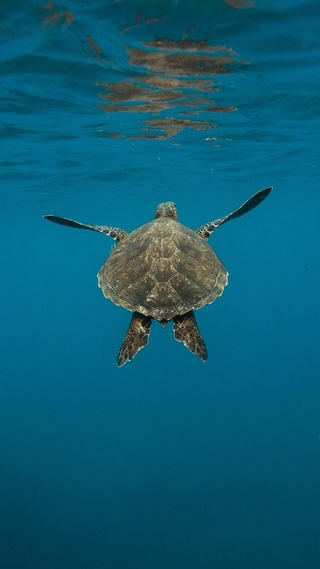 海洋生物朋友圈壁纸