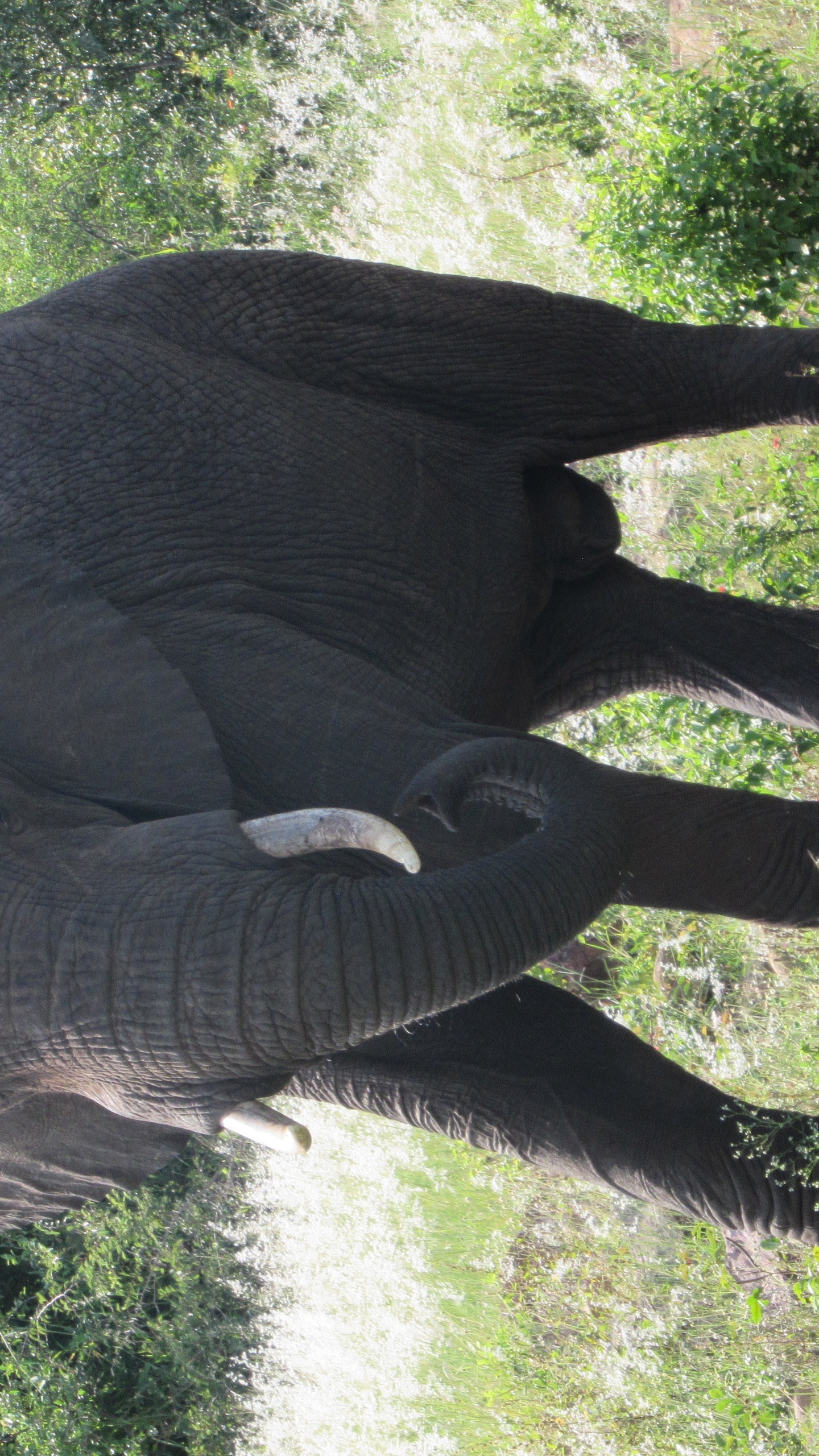 野生動物,大象