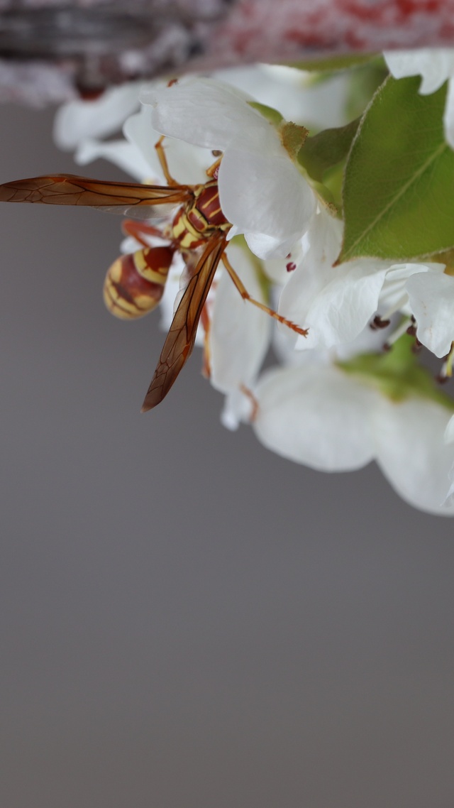 野生动物,蜜蜂