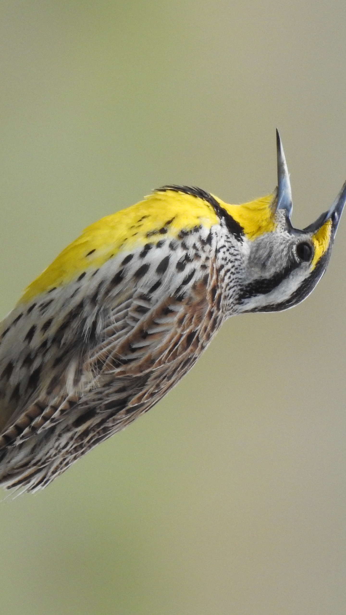 野生動物,鳥