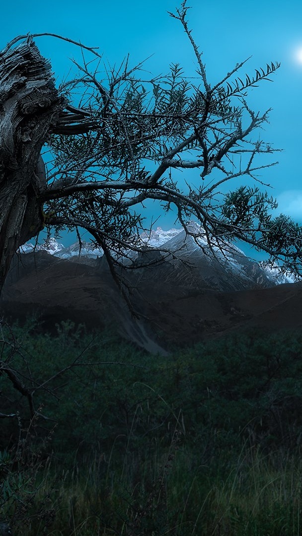 雪山 月夜 枯树 小月坡 风景大片壁纸