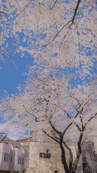 樱花,城镇,唯美