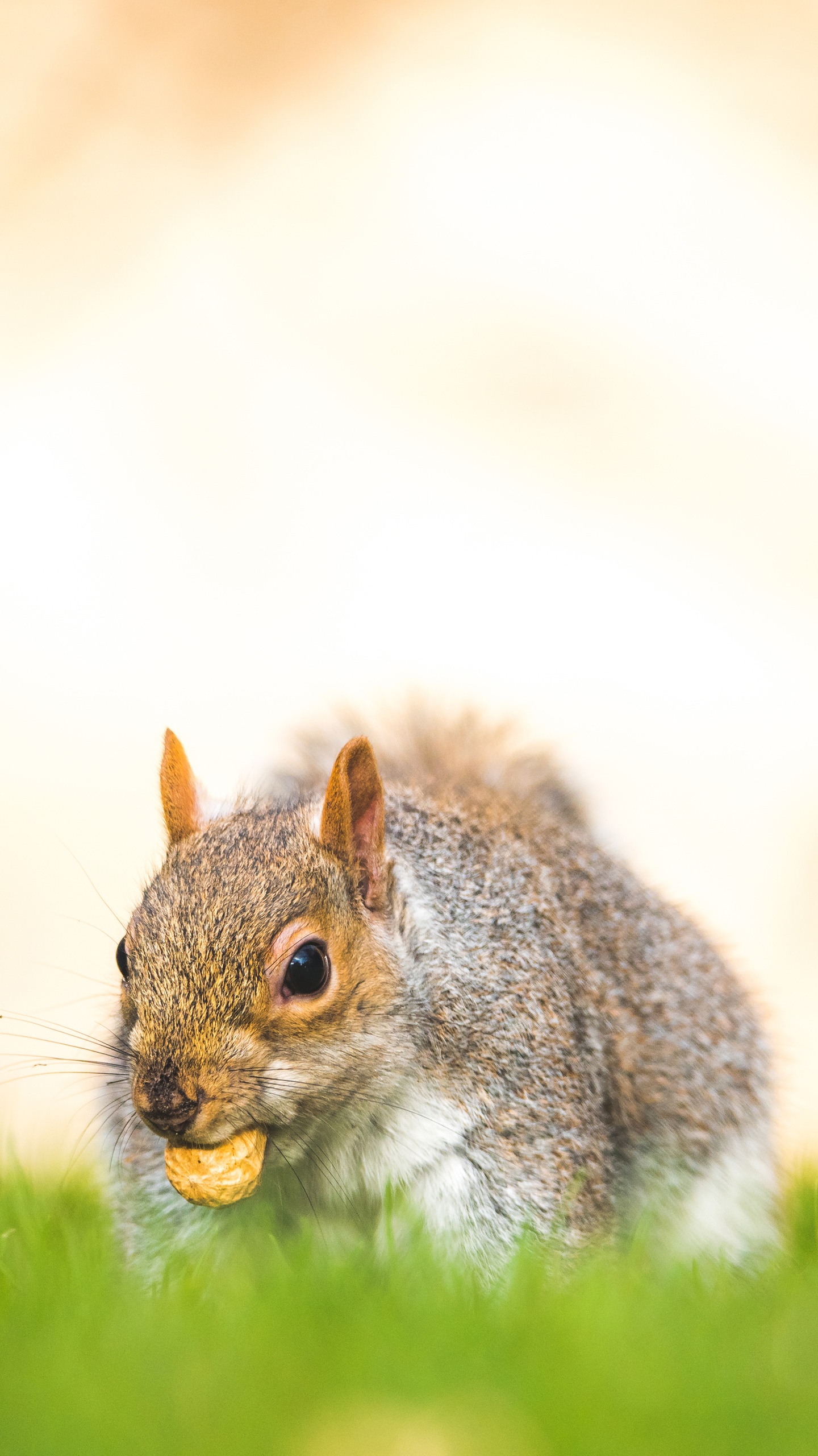 野生動物