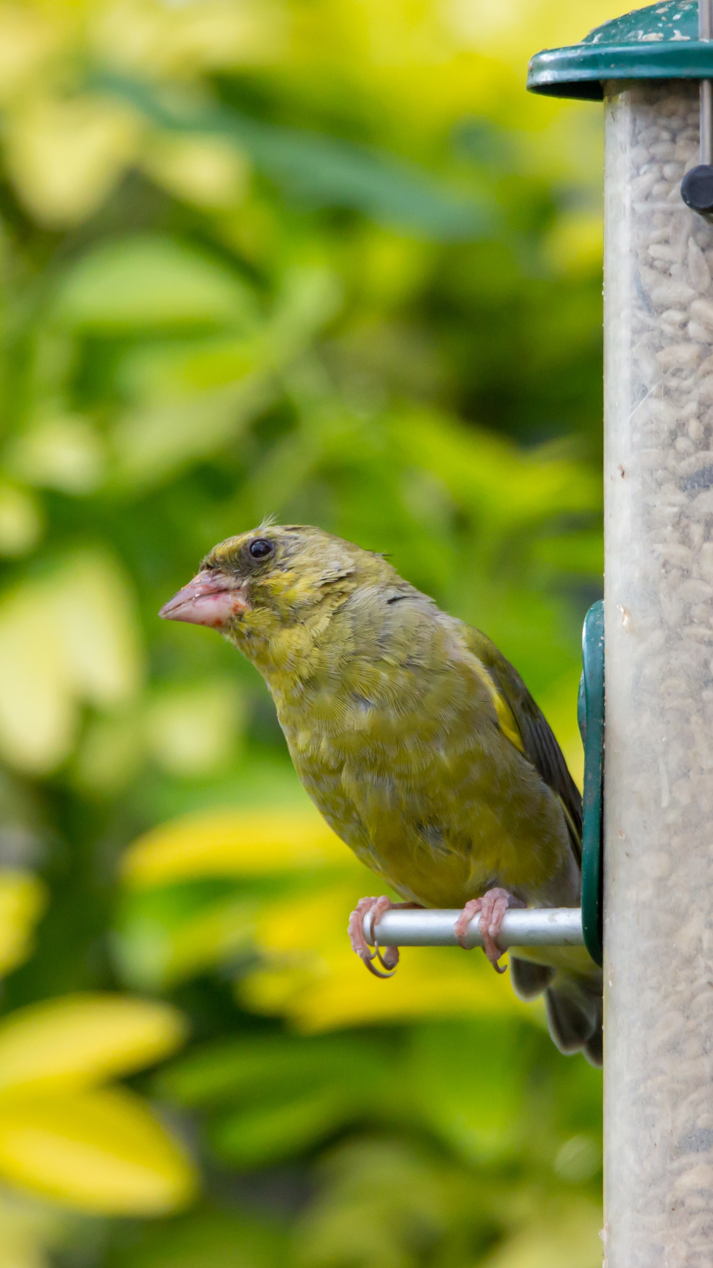 野生動物,鳥