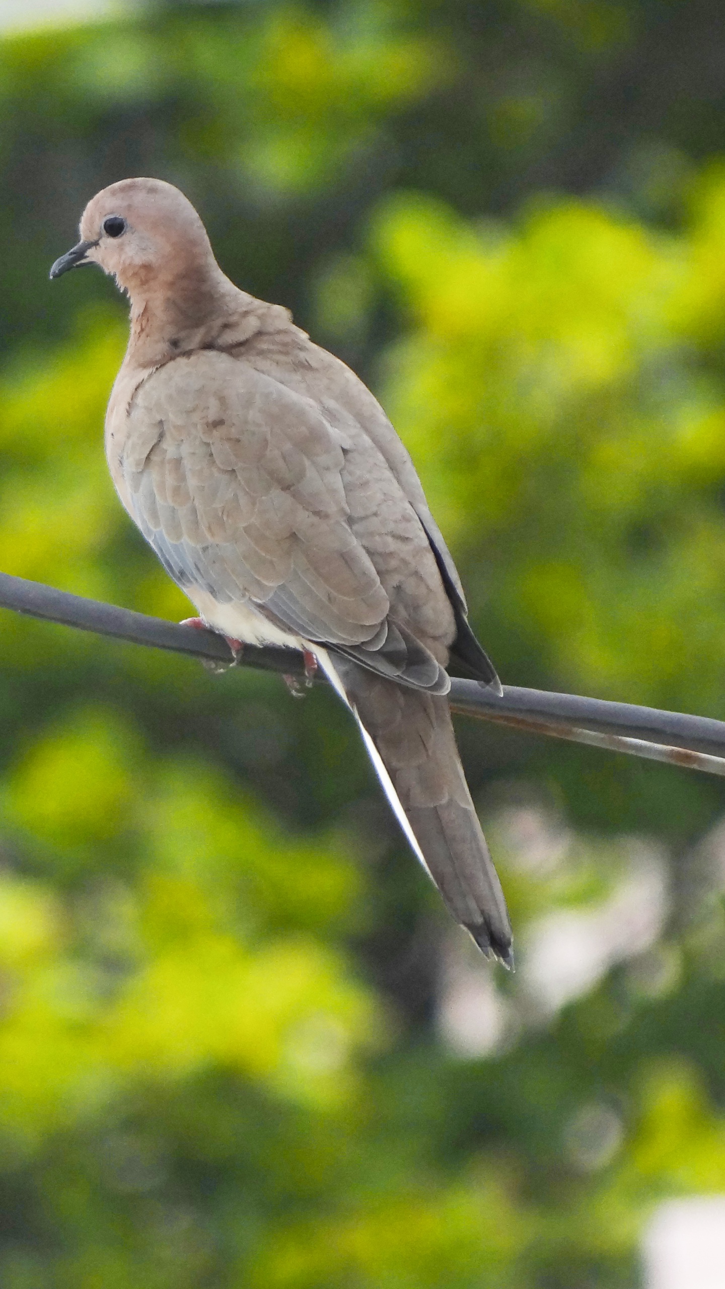 野生動物,鳥