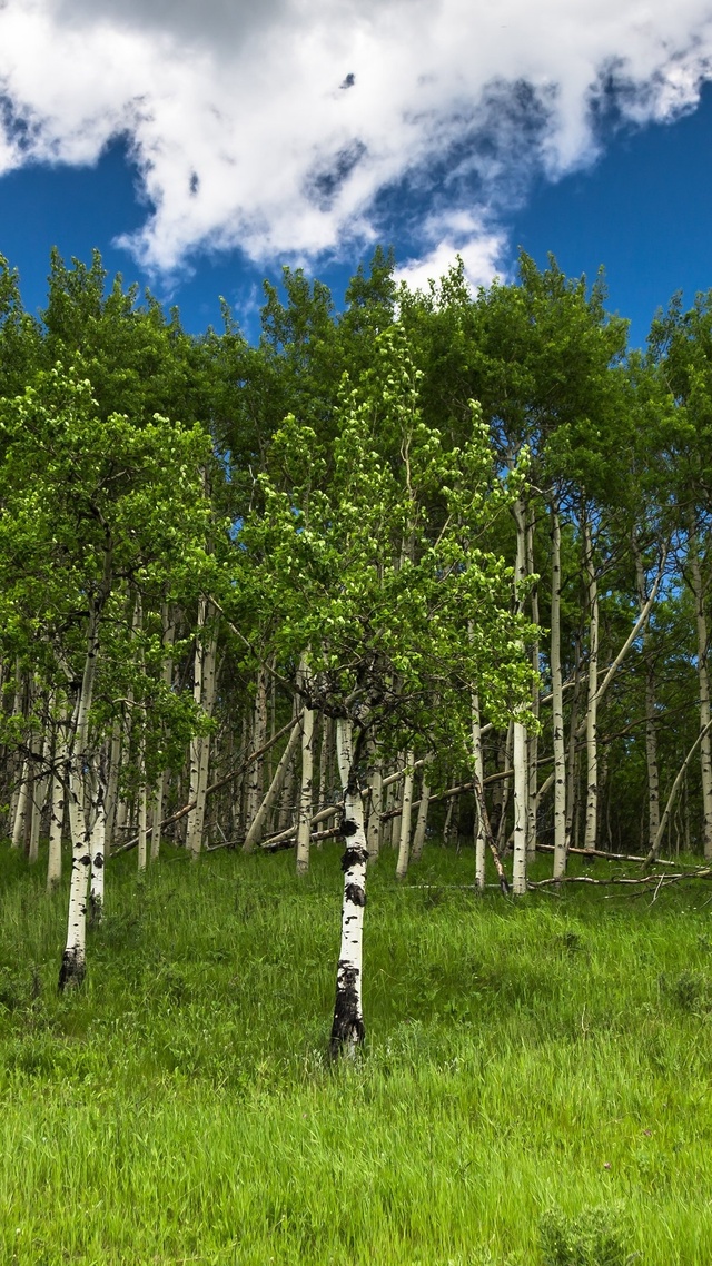 好看的微信壁紙藍天白雲 樹林 草地 風景大片壁紙