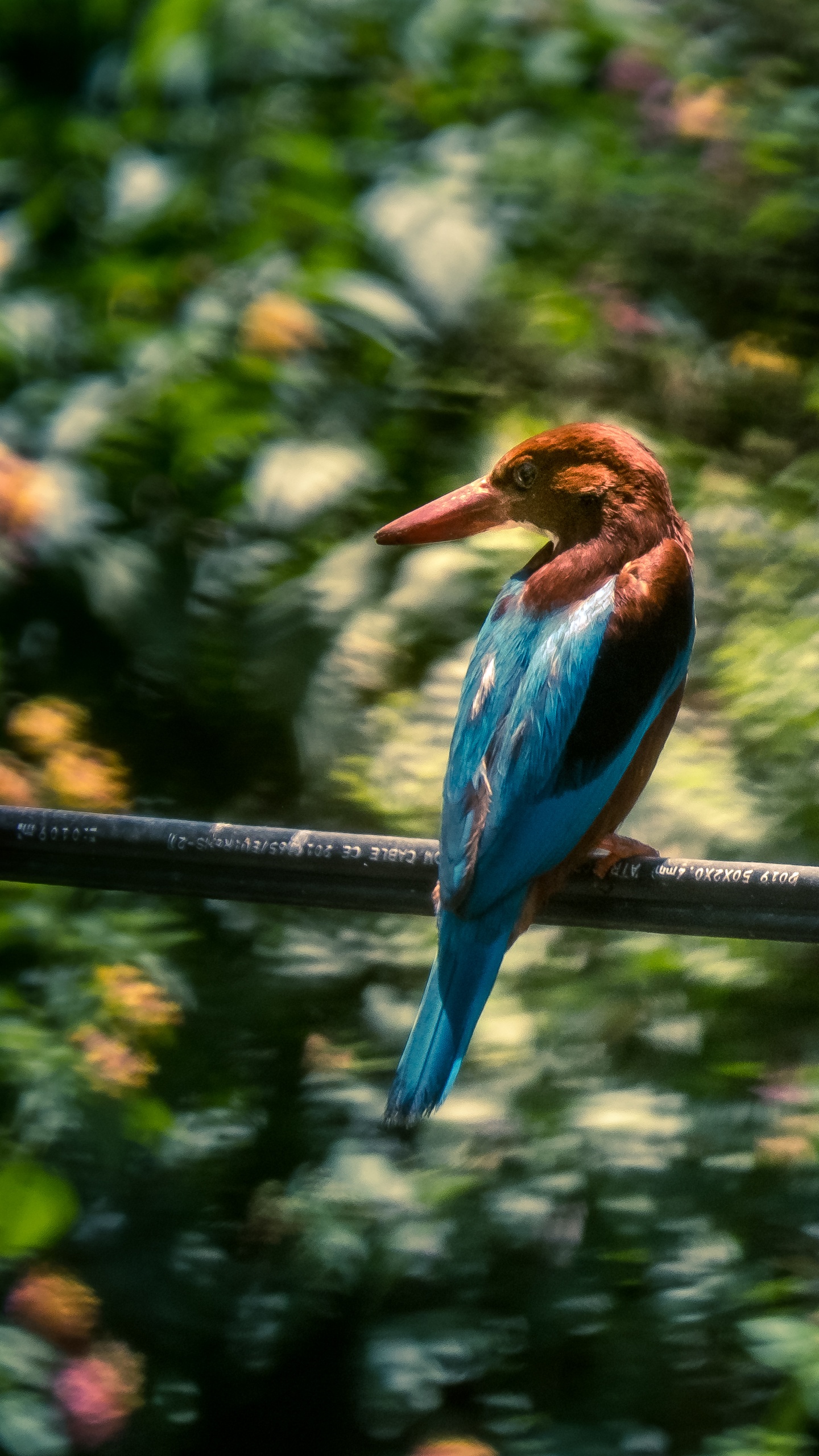 野生動物,鳥