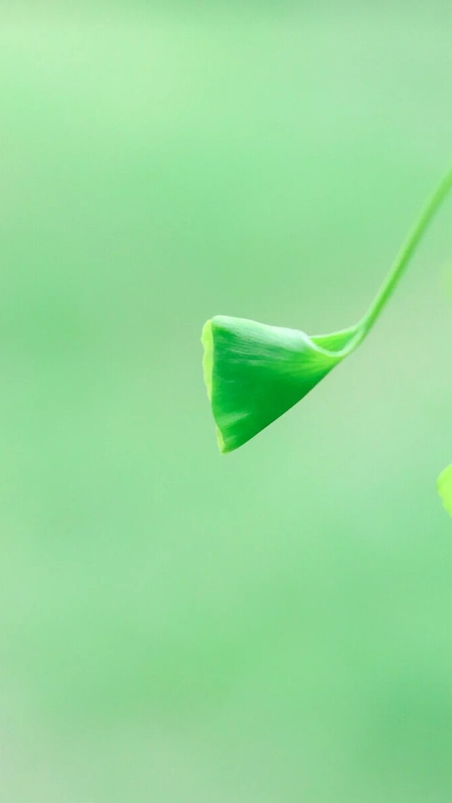 花草树木,护眼微信聊天背景图片高清