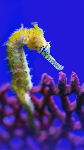 野生动物,海洋生物,可爱微信背景壁纸