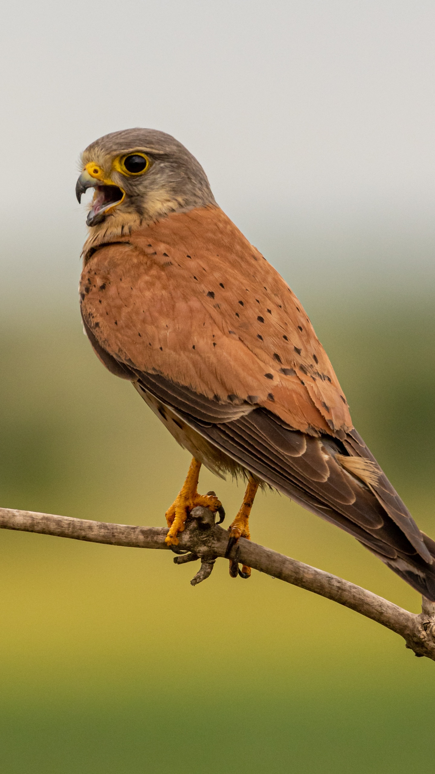 野生動物,鳥,鷹