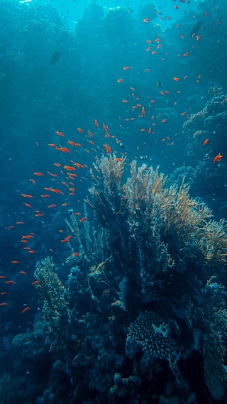 海洋,海底世界,鱼微信桌面壁纸