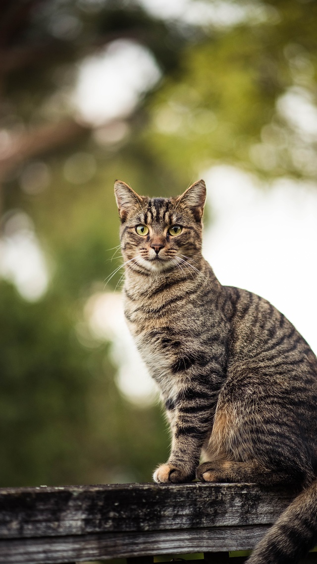 猫,动物