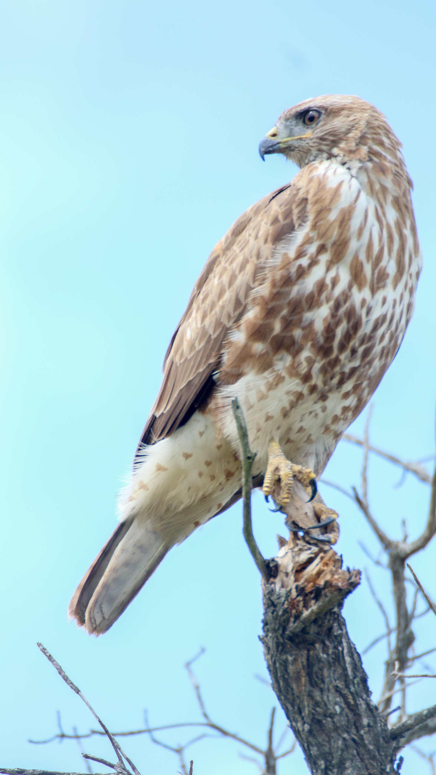 野生動物,鳥,鷹