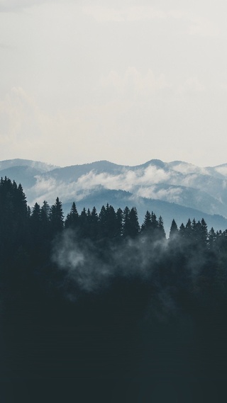 山,雾,森林