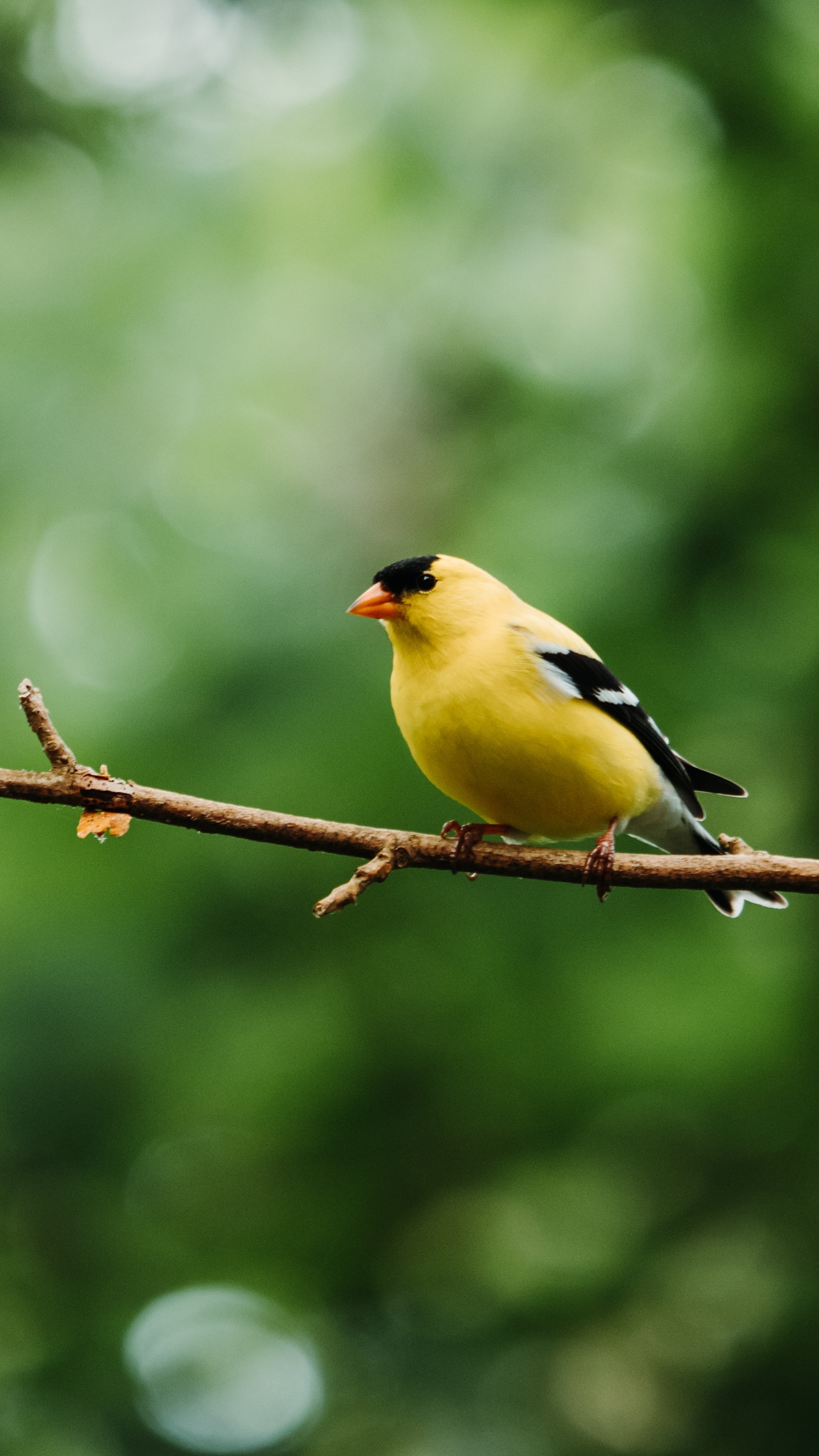 野生動物,鳥