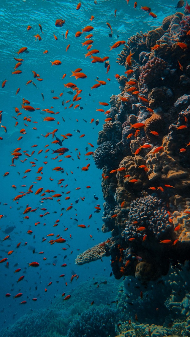 海洋,海底世界,魚